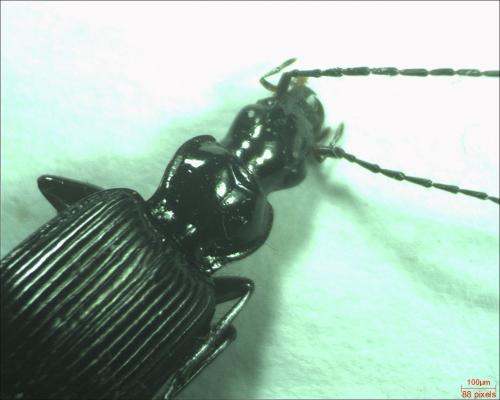 Réf. 180 420 : Platynus assimilis